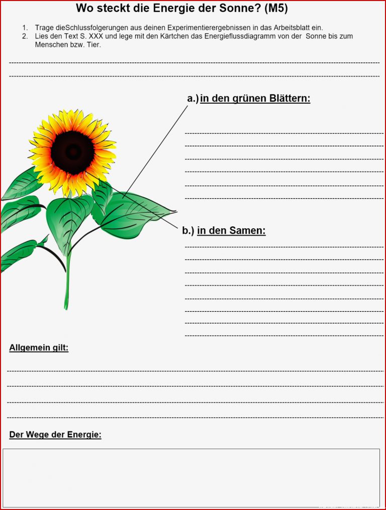 Arbeitsblatt sonnenblume