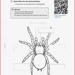 Arbeitsblatt Spinnen Körperbau Biologie Tutory