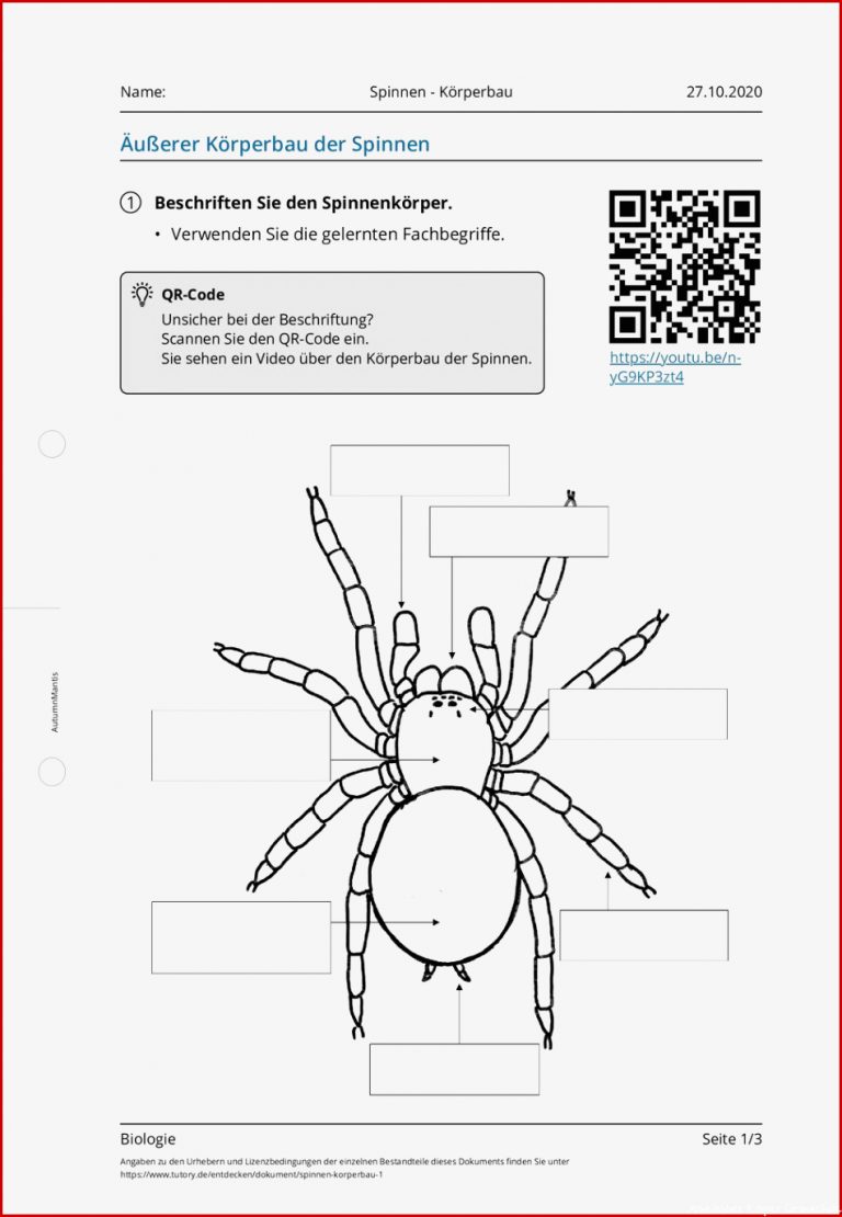 Arbeitsblatt Spinnen Körperbau Biologie tutory