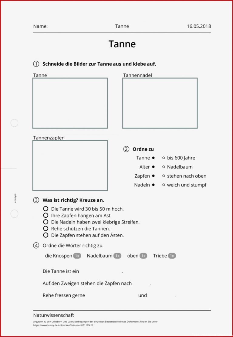 Arbeitsblatt Tanne Naturwissenschaft Grundschule
