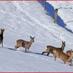 Arbeitsblatt Tiere Im Winter Sachunterricht