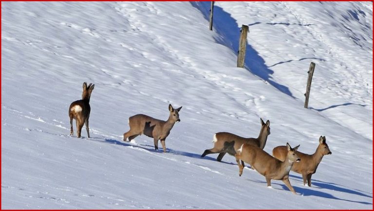 Arbeitsblatt Tiere Im Winter Sachunterricht