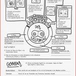 Arbeitsblatt Über Zellen Me Ndatenbank Biologie