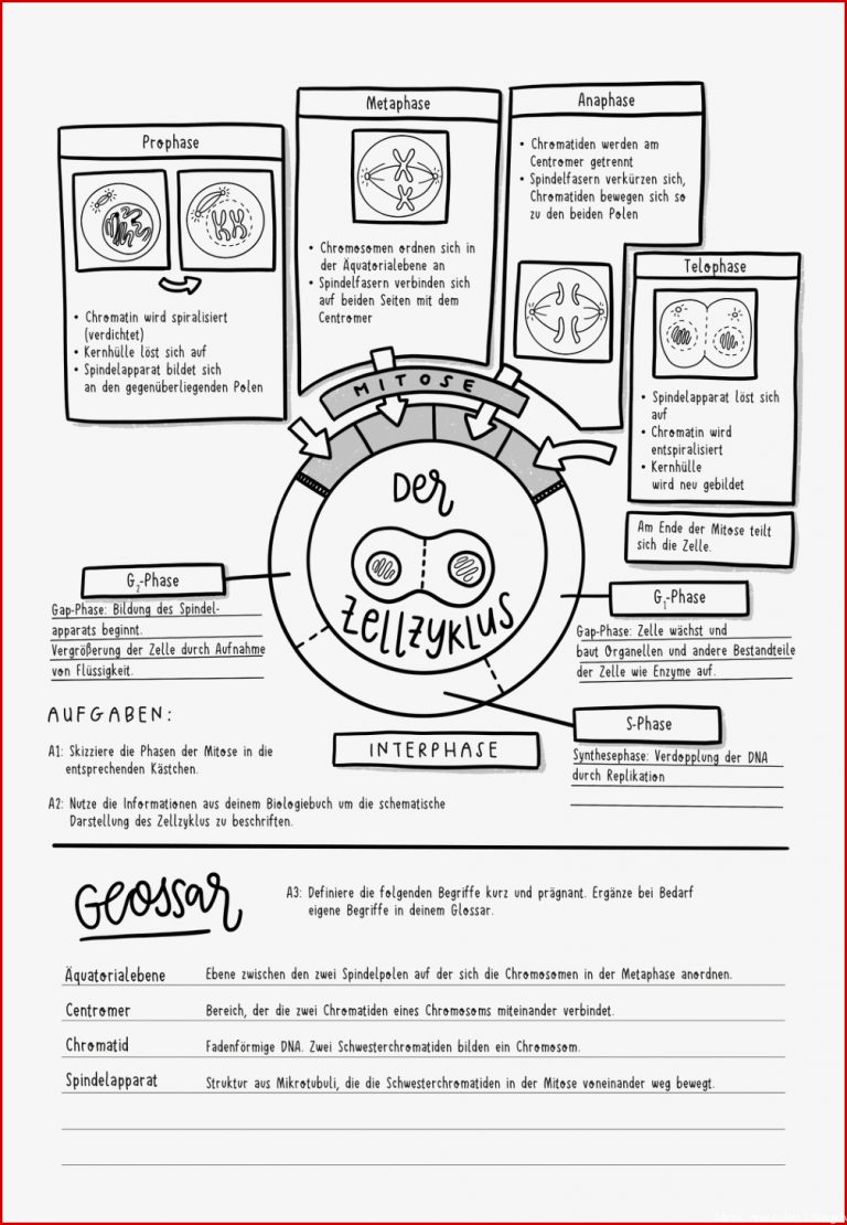 Arbeitsblatt Über Zellen Me Ndatenbank Biologie