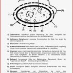 Arbeitsblatt Über Zellen Microscopy Die Zelle