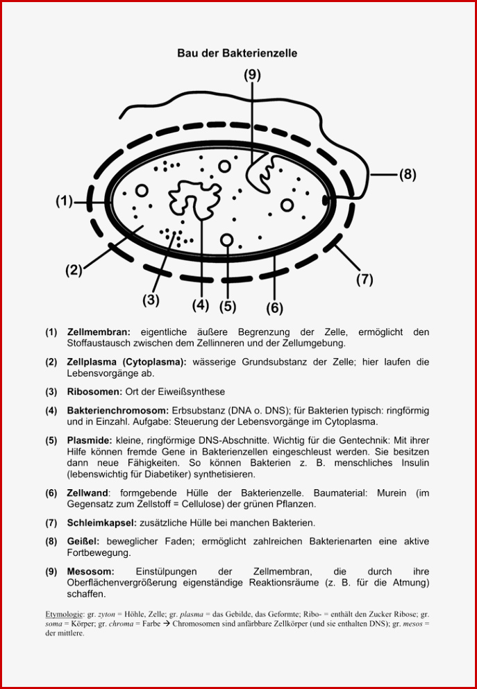 Arbeitsblatt Über Zellen Microscopy Die Zelle