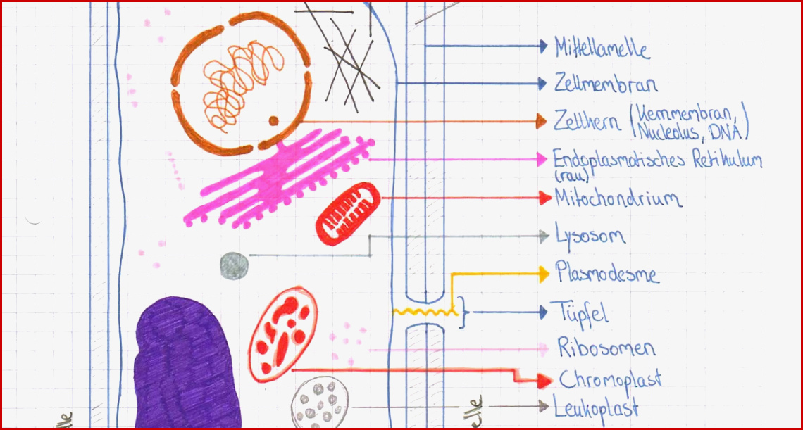 Arbeitsblatt Über Zellen Tier Und Pflanzenzellen