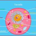 Arbeitsblatt Über Zellen Zelle Biologie Aufbau