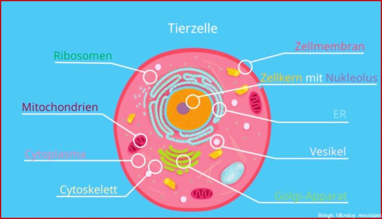 Arbeitsblatt Über Zellen Zelle Biologie Aufbau