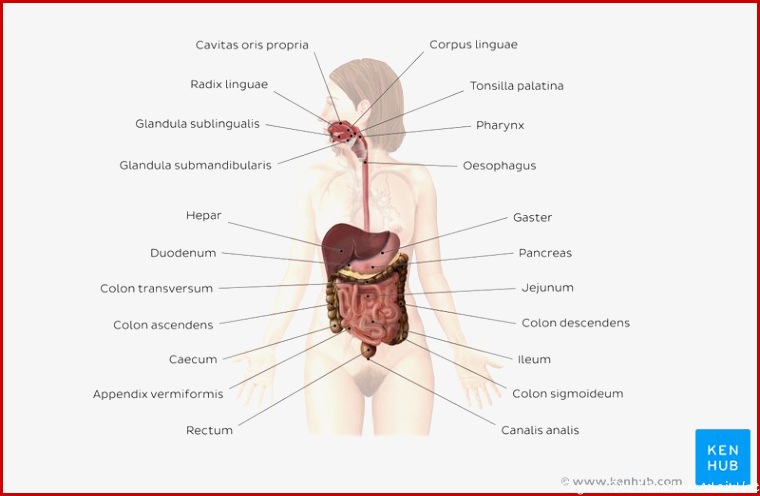 Arbeitsblatt Verdauungssystem des Menschen beschriften