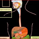 Arbeitsblatt Verdauungssystem Mensch Margaret Pitts Schule