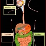 Arbeitsblatt Verdauungssystem Mensch Margaret Pitts Schule