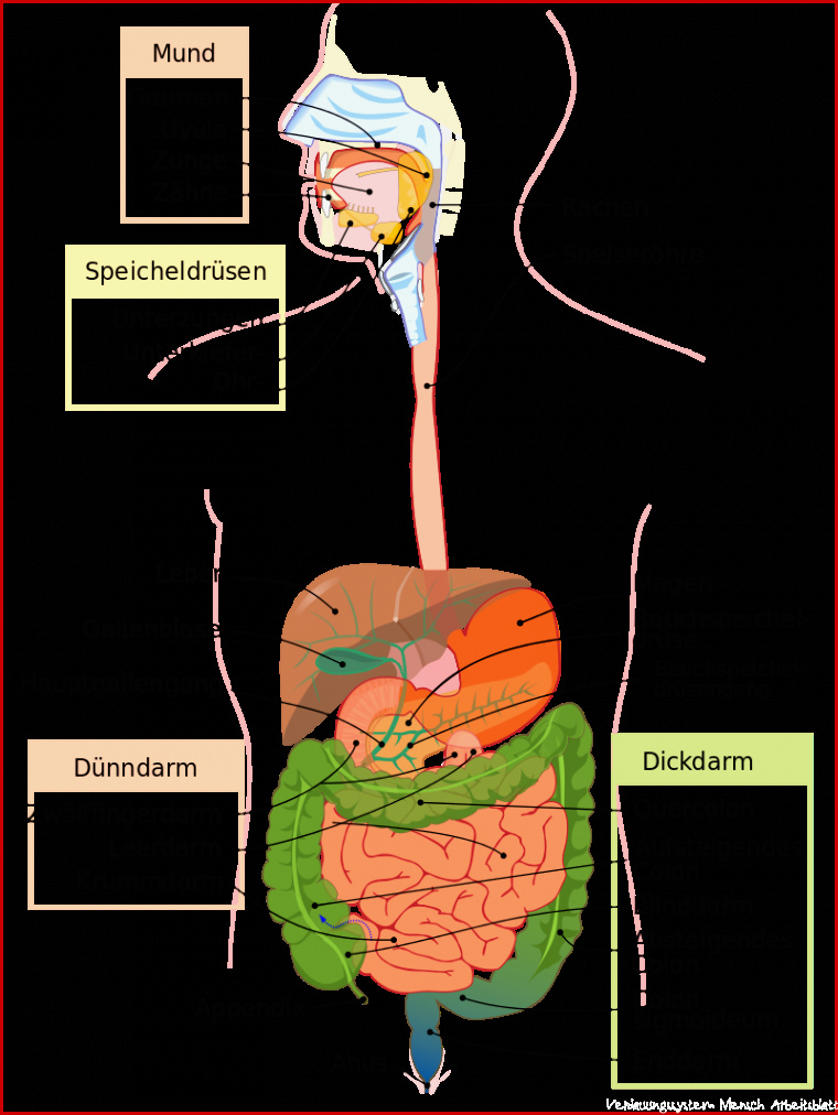 Arbeitsblatt Verdauungssystem Mensch Margaret Pitts Schule