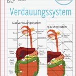 Arbeitsblatt Verdauungssystem Mensch Margaret Pitts Schule