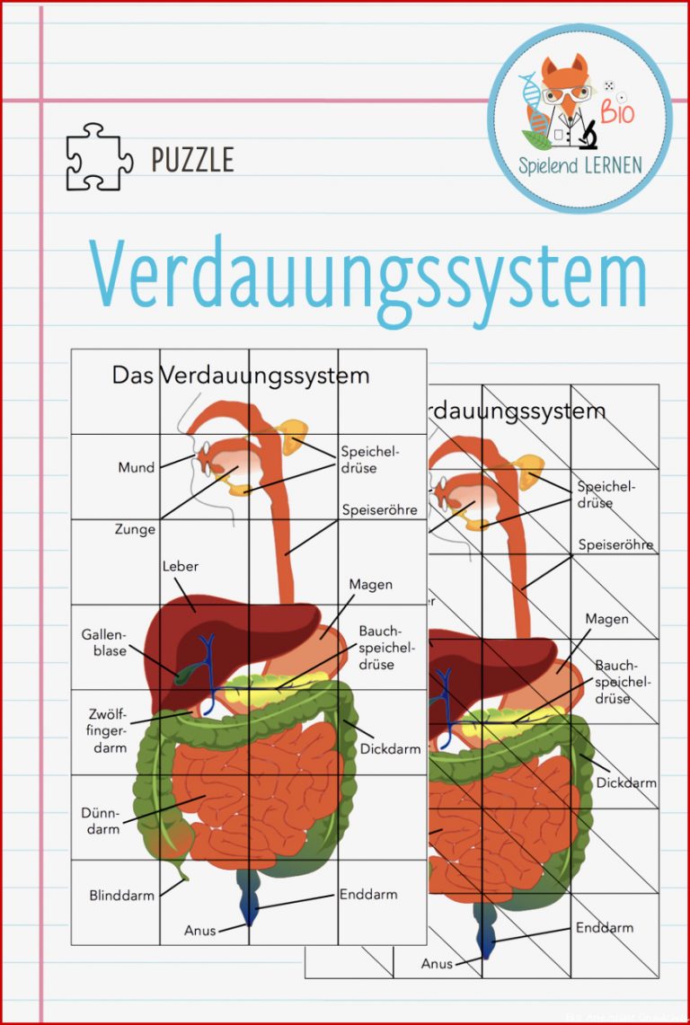 Arbeitsblatt Verdauungssystem Mensch Margaret Pitts Schule