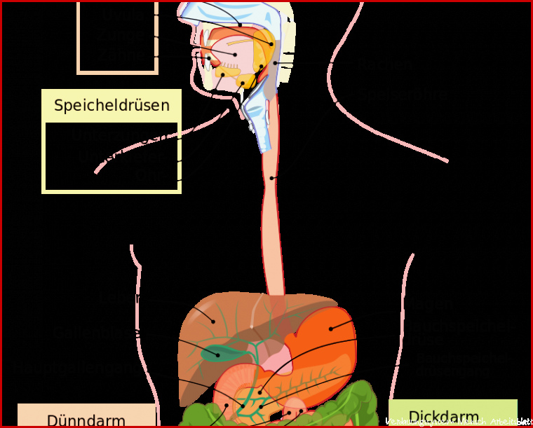 Arbeitsblatt Verdauungssystem Mensch Margaret Pitts Schule