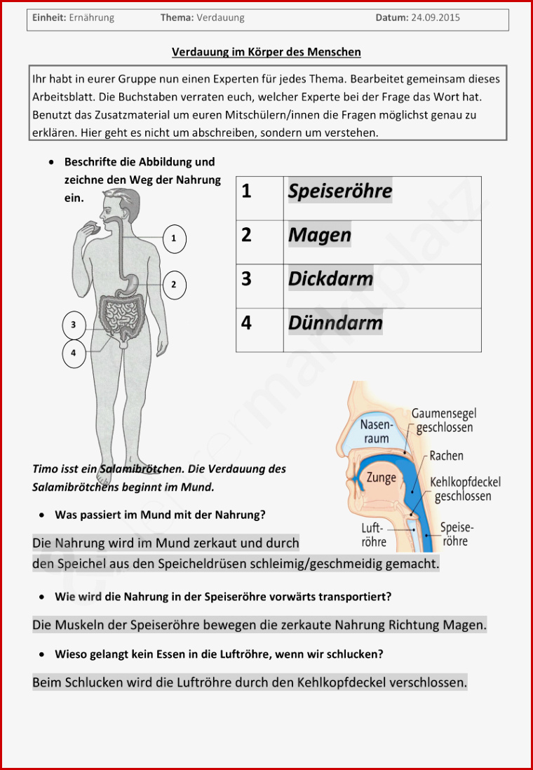 Arbeitsblatt Verdauungssystem Mensch