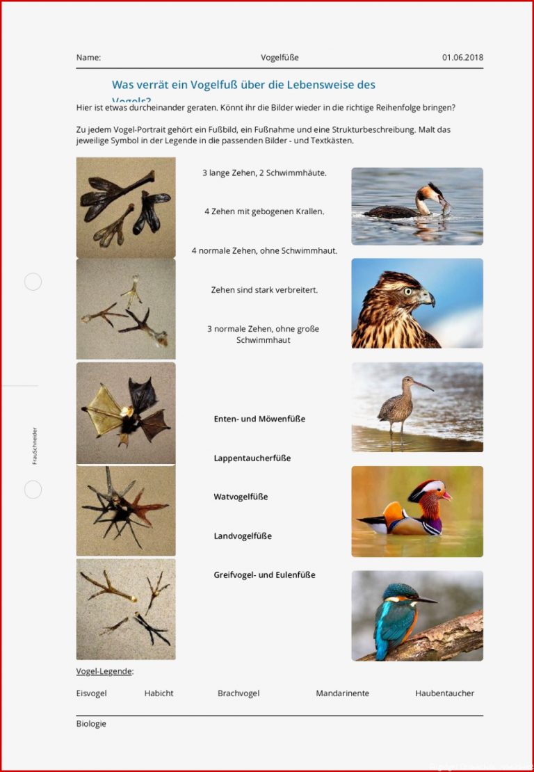 Arbeitsblatt Vogelfüße Biologie Allgemeine