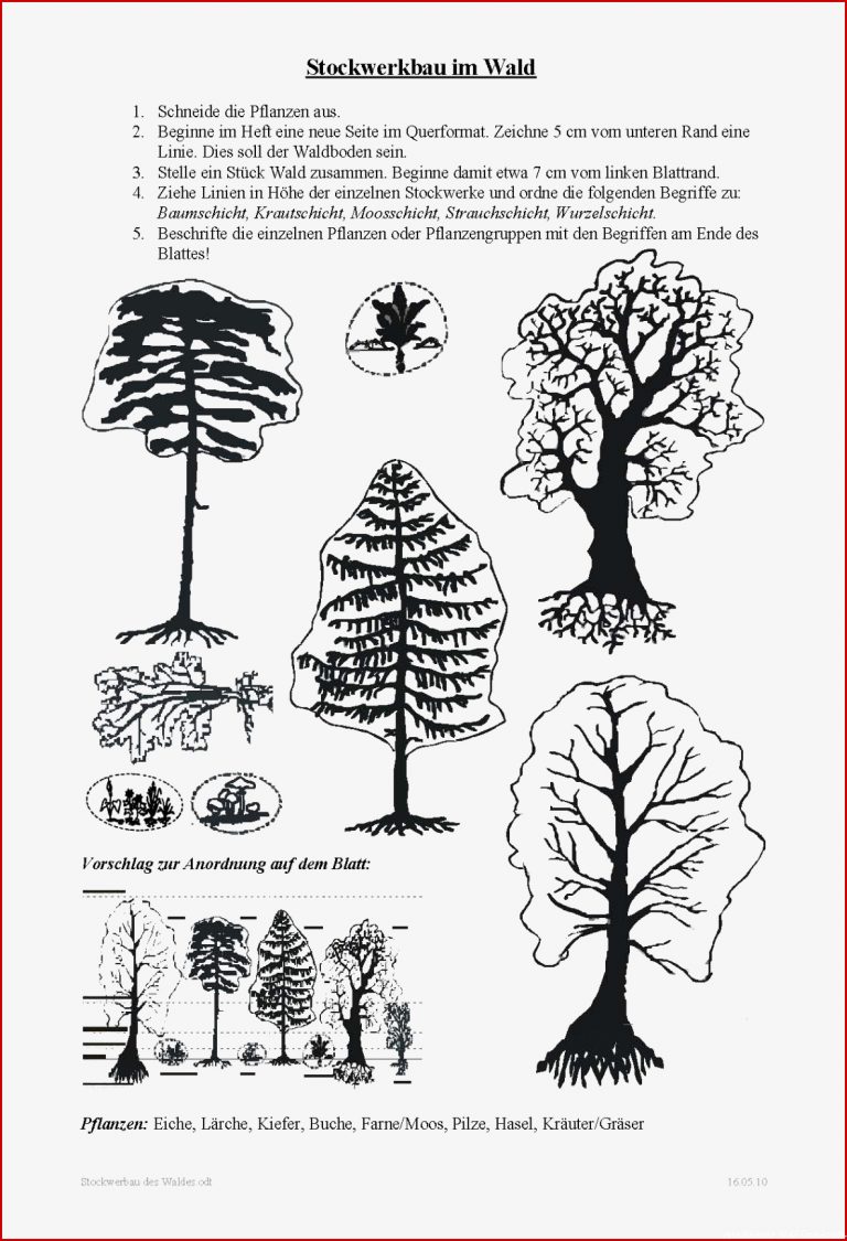 Arbeitsblatt Wald Stockwerke Das Beste Von Stockwerke Des