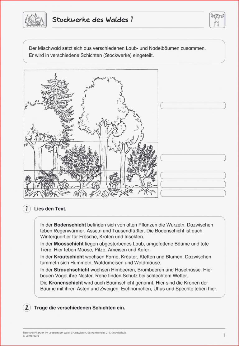 Arbeitsblatt Wald Stockwerke Genial Schön 34 Schichten Des