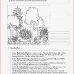 Arbeitsblatt Wald Stockwerke Genial Schön 34 Schichten Des