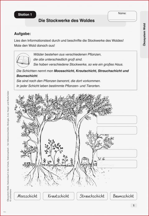 Arbeitsblatt Wald Stockwerke Inspirierend Stockwerke Des