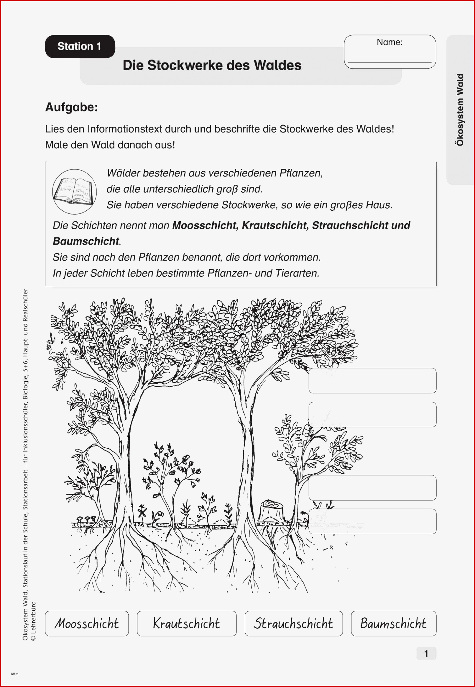 Arbeitsblatt Wald Stockwerke Inspirierend Stockwerke Des