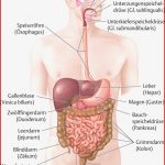 Arbeitsblatter Anatomie