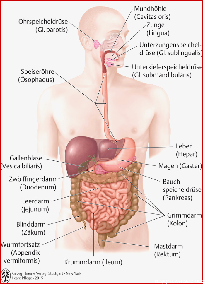 Arbeitsblatter Anatomie