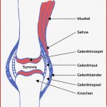 Arthrose Spat Hufrolle Und Gelenk Probleme Beim Pferd