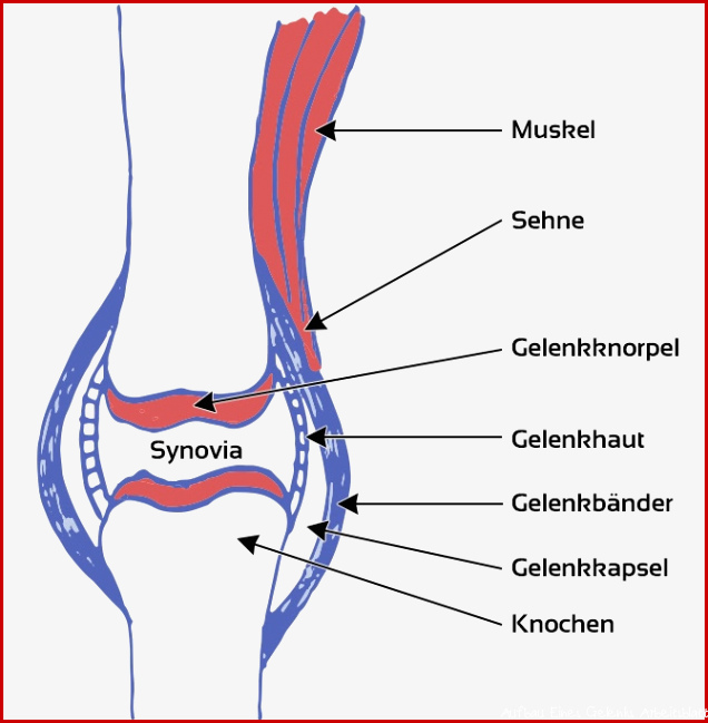 Arthrose Spat Hufrolle und Gelenk Probleme beim Pferd