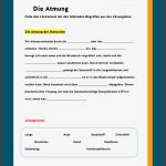 Atmung Des Menschen