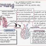 Atmung Sketchnote In 2020