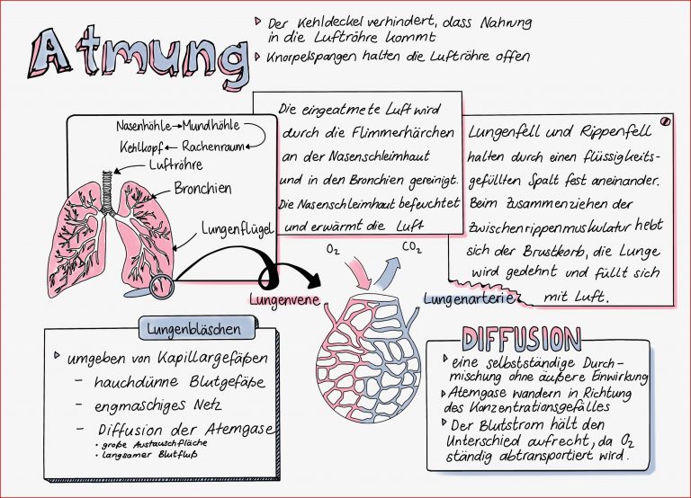 Atmung Sketchnote – Unterrichtsmaterial Im Fach Biologie