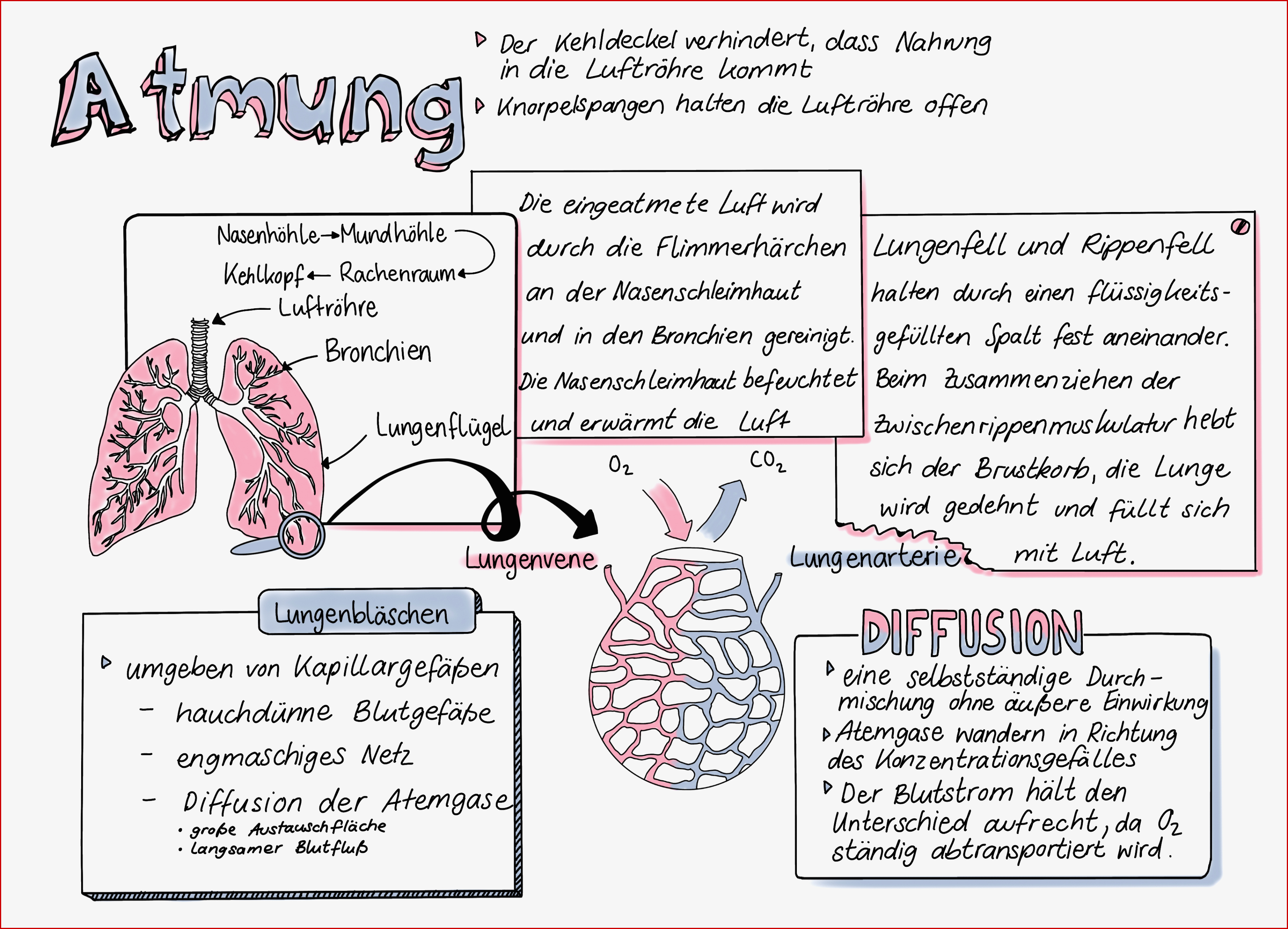 Atmung Sketchnote – Unterrichtsmaterial Im Fach Biologie