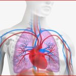 Atmung Und Blutkreislauf Arbeitsblatt Lösung atmung Und