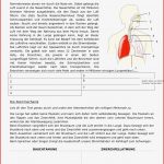 Atmung Und Blutkreislauf Arbeitsblatt Lösung atmung Und