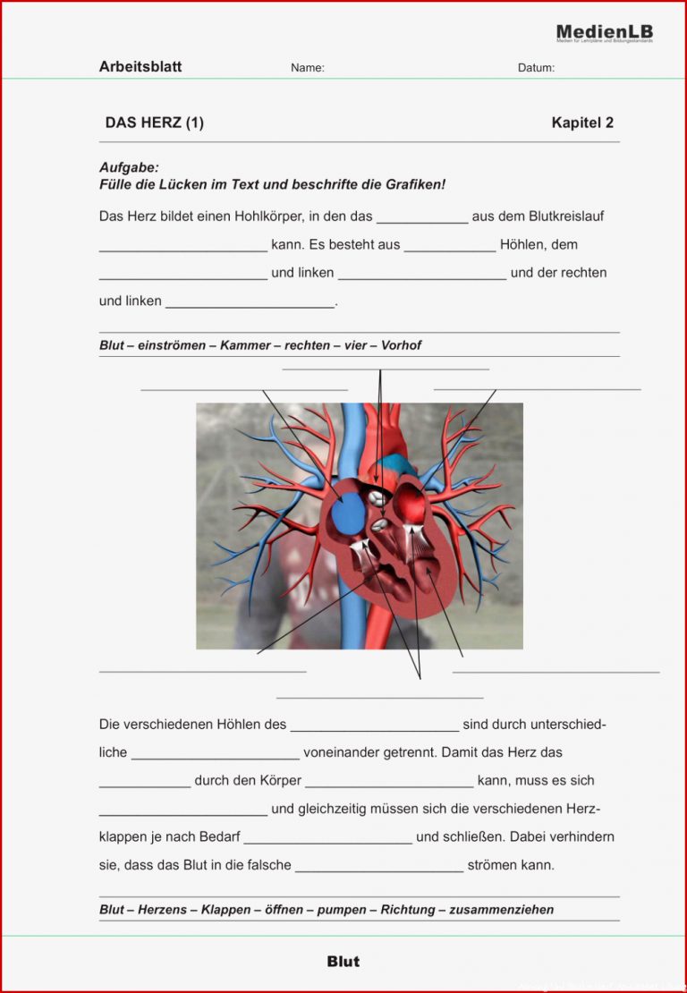 Atmung und blutkreislauf arbeitsblatt lösung Atmung Und