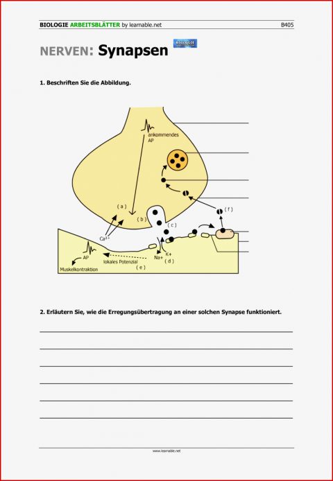 Atmung Und Blutkreislauf Arbeitsblatt Lösung atmung Und