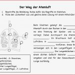 Atmung Und Blutkreislauf Arbeitsblatt Lösung atmung Und