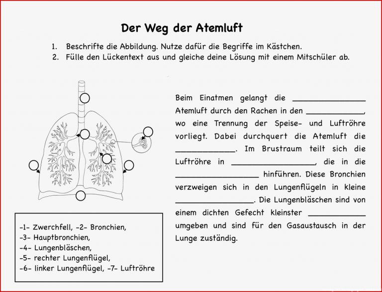 Atmung Und Blutkreislauf Arbeitsblatt Lösung atmung Und