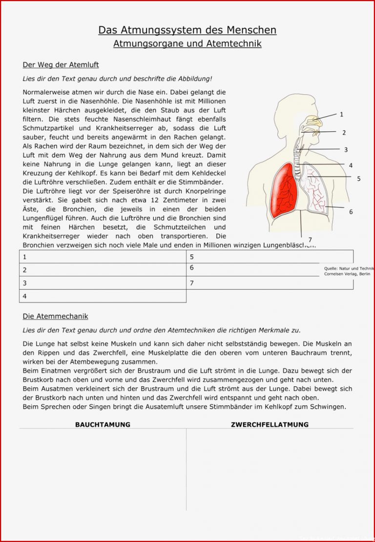 Atmung und blutkreislauf arbeitsblatt lösung Atmung Und