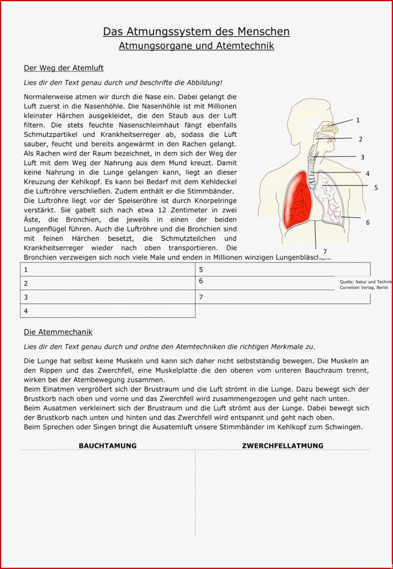 Atmung Und Blutkreislauf Arbeitsblatt Lösung atmung Und