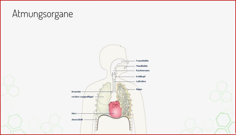 Atmung Und Blutkreislauf Arbeitsblatt Lösung Atmung Und