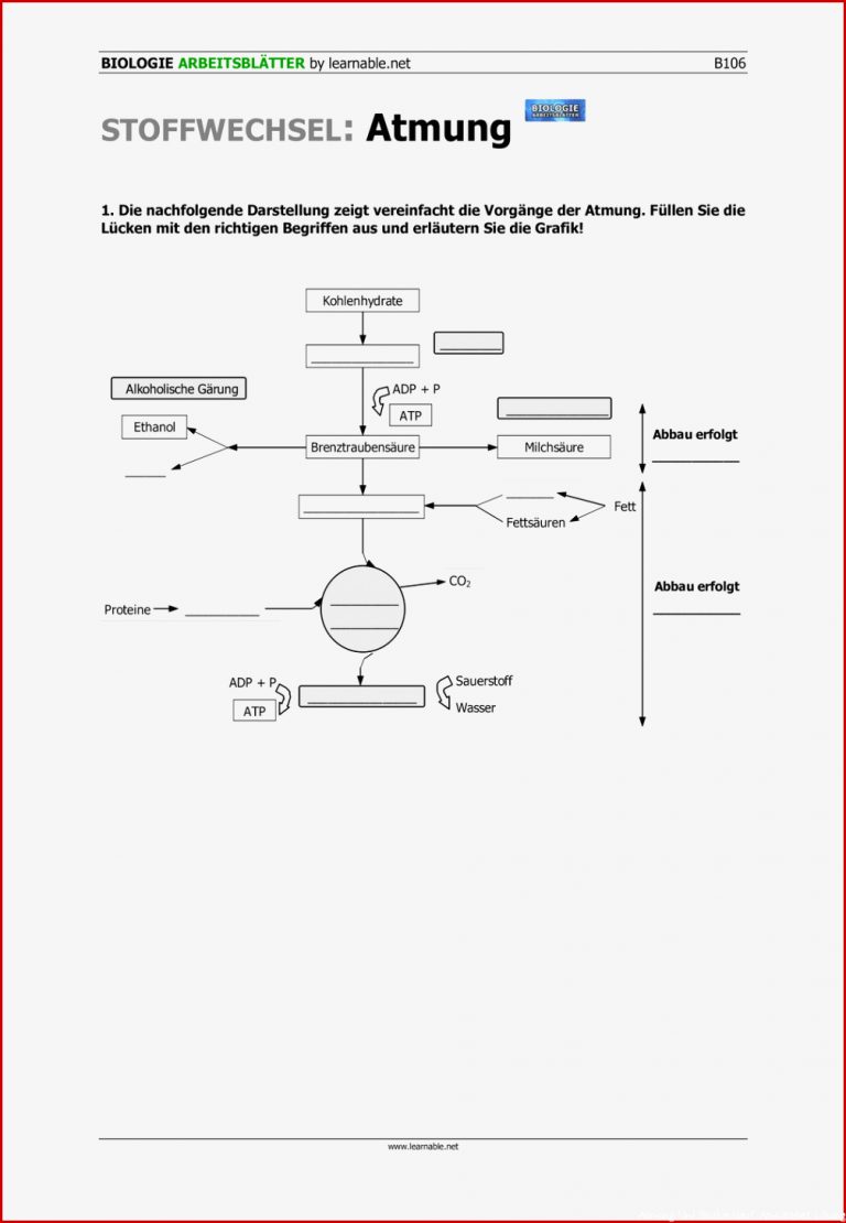 Atmung Und Blutkreislauf Arbeitsblatt Lösung Felipa