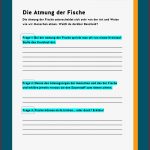 Atmung Von Fischen