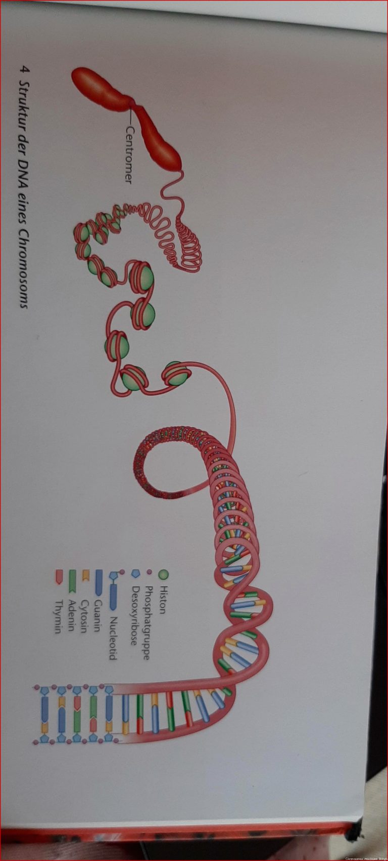 Aufbau der DNA Erklären Sie den Aufbau der DNA anhand der
