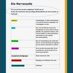 Aufbau Der Nervenzelle