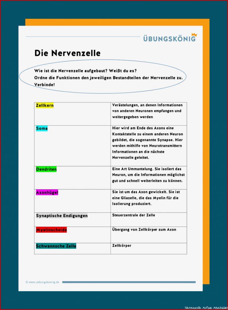 Aufbau Der Nervenzelle