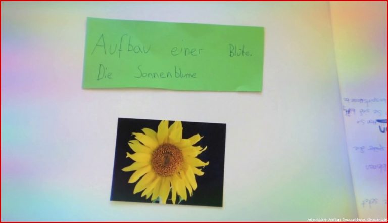 Aufbau Der Sonnenblume